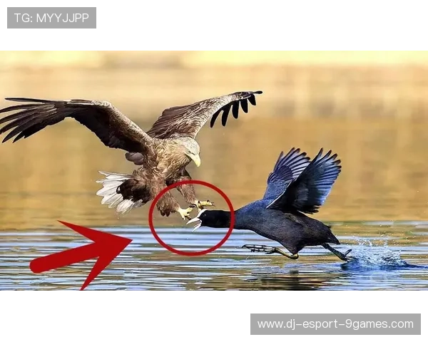 _老鹰快攻突击，场面激烈精彩_，老鹰最快速度